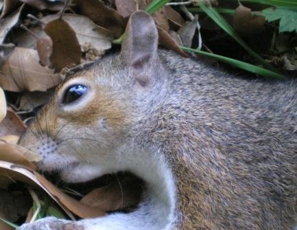 Scoiattolo grigio, Sciurus carolinensis. Umbria